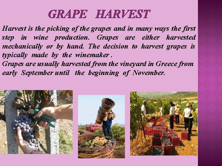 GRAPE HARVEST Harvest is the picking of the grapes and in many ways the