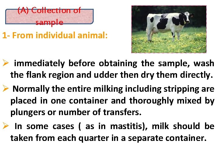 (A) Collection of sample 1 - From individual animal: Ø immediately before obtaining the