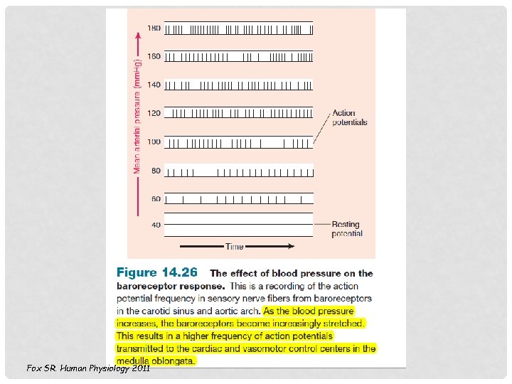 Fox SR. Human Physiology 2011 Fox SR. Human Physiology 2011