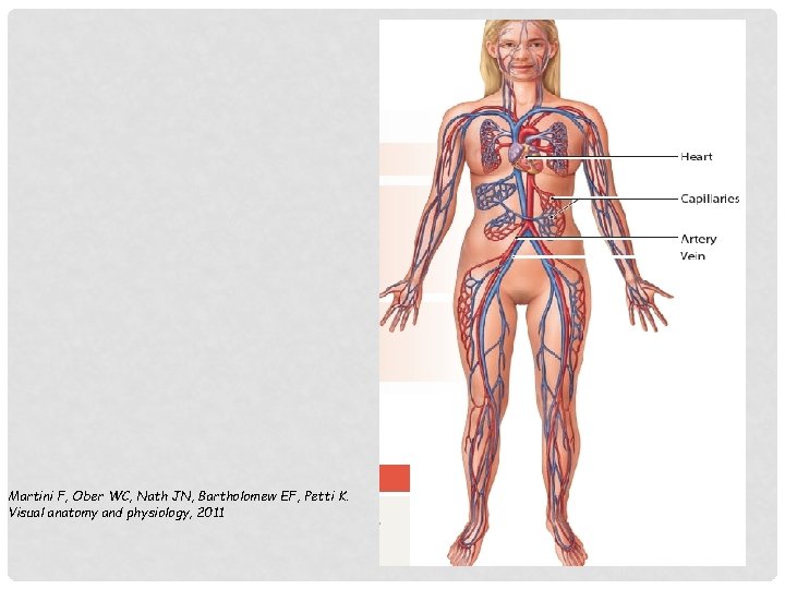 Martini F, Ober WC, Nath JN, Bartholomew EF, Petti K. Visual anatomy and physiology, Martini F, Ober WC, Nath JN, Bartholomew EF, Petti K. Visual anatomy and physiology,