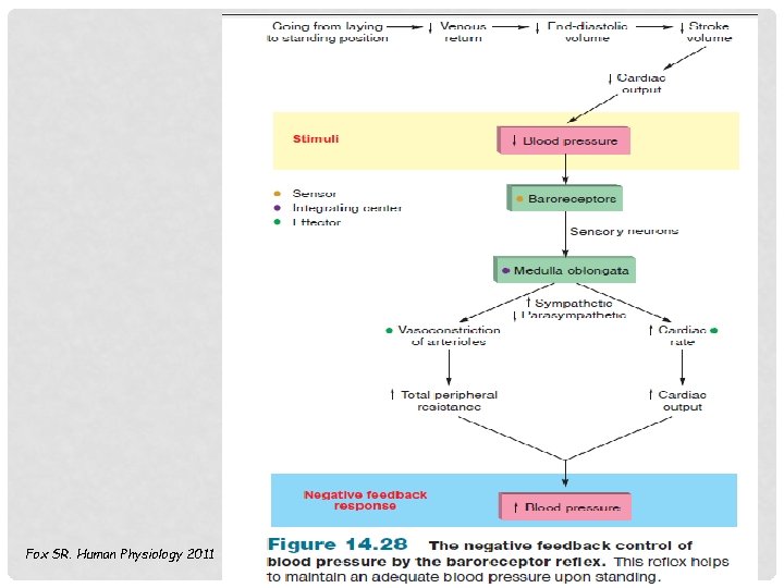 Fox SR. Human Physiology 2011 