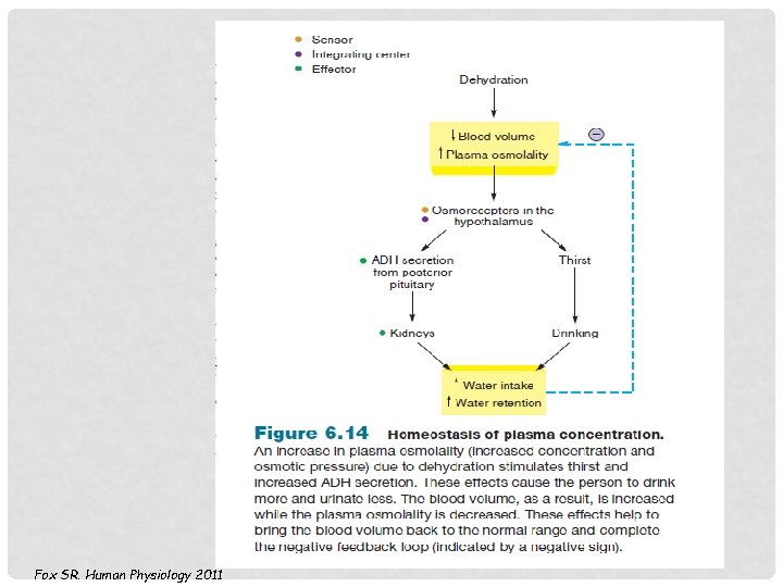 Fox SR. Human Physiology 2011 Fox SR. Human Physiology 2011
