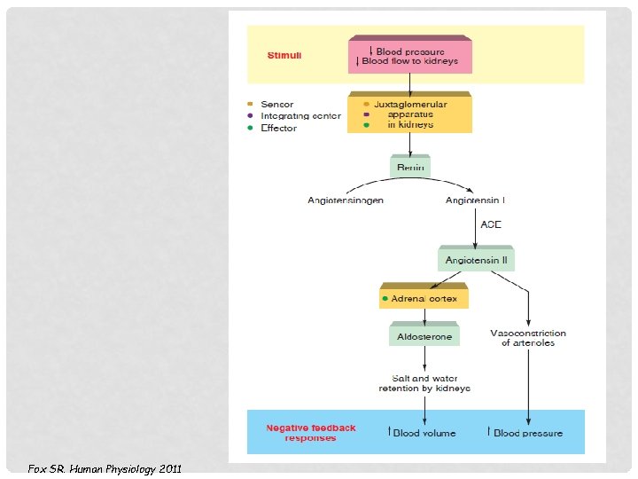 Fox SR. Human Physiology 2011 