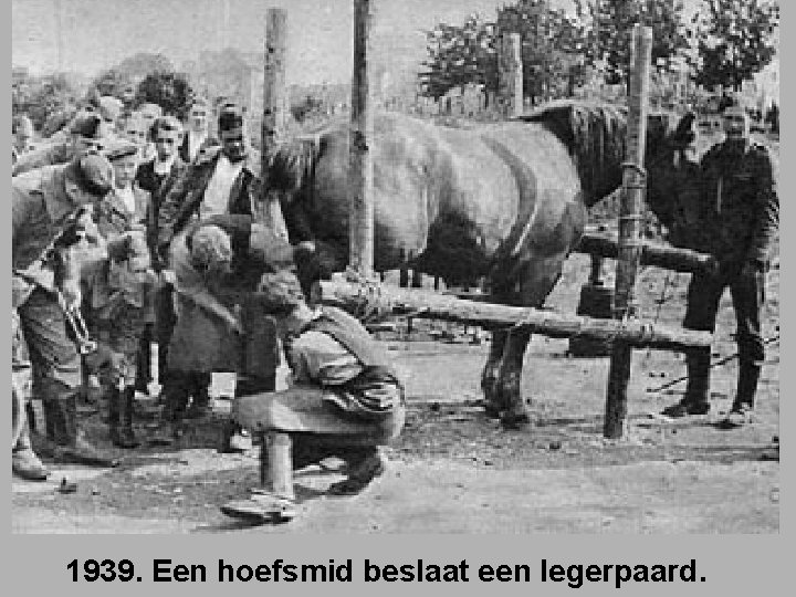 1939. Een hoefsmid beslaat een legerpaard. 