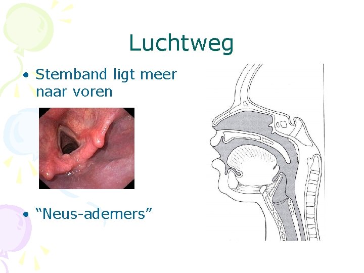 Luchtweg • Stemband ligt meer naar voren • “Neus-ademers” 