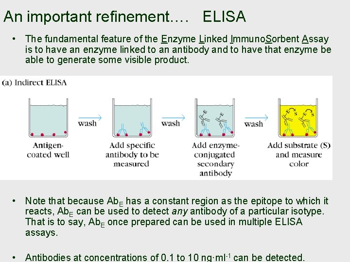 An important refinement…. ELISA • The fundamental feature of the Enzyme Linked Immuno. Sorbent