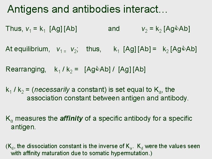 Antigens and antibodies interact… Thus, v 1 = k 1 [Ag] [Ab] At equilibrium,