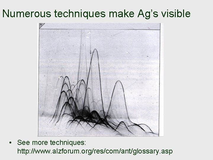 Numerous techniques make Ag’s visible • See more techniques: http: //www. alzforum. org/res/com/ant/glossary. asp