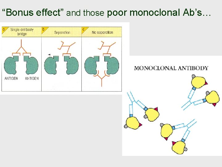 “Bonus effect” and those poor monoclonal Ab’s… 