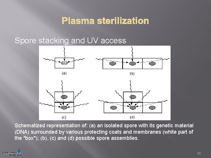 Plasma sterilization Spore stacking and UV access Schematized representation of: (a) an isolated spore