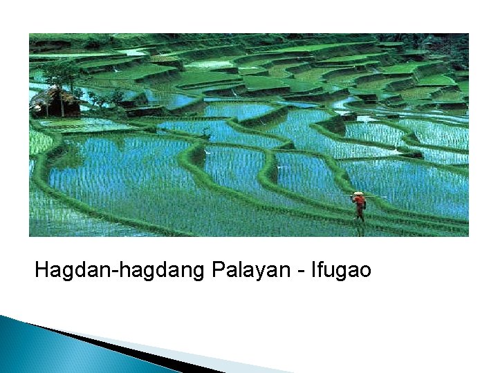 Hagdan-hagdang Palayan - Ifugao 