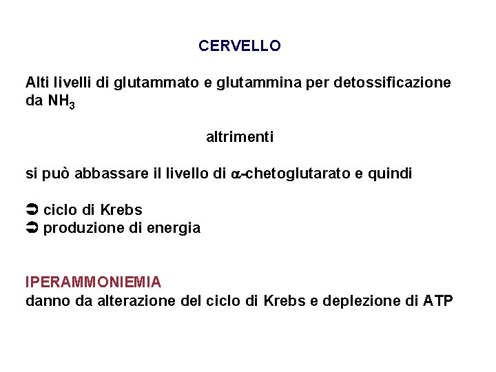 CERVELLO Alti livelli di glutammato e glutammina per detossificazione da NH 3 altrimenti si