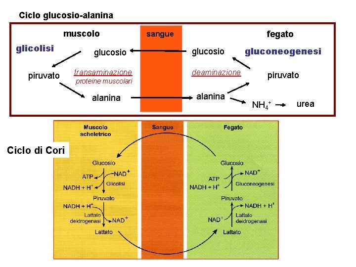 Ciclo glucosio-alanina muscolo glicolisi piruvato glucosio transaminazione glucosio deaminazione proteine muscolari alanina Ciclo di