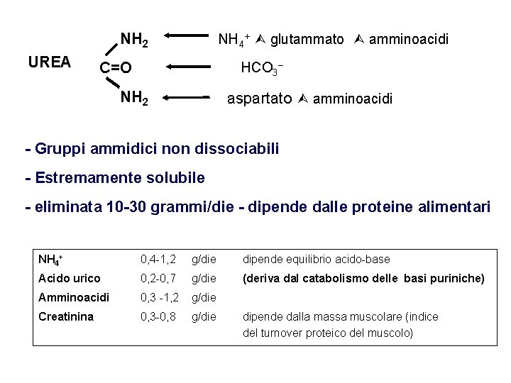 NH 2 UREA NH 4+ glutammato amminoacidi C=O HCO 3– NH 2 aspartato amminoacidi