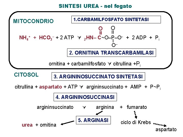 SINTESI UREA - nel fegato 1. CARBAMILFOSFATO SINTETASI MITOCONDRIO O II NH 4+ +