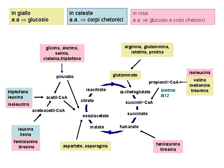 in giallo a. a glucosio in celeste a. a. corpi chetonici in rosa a.