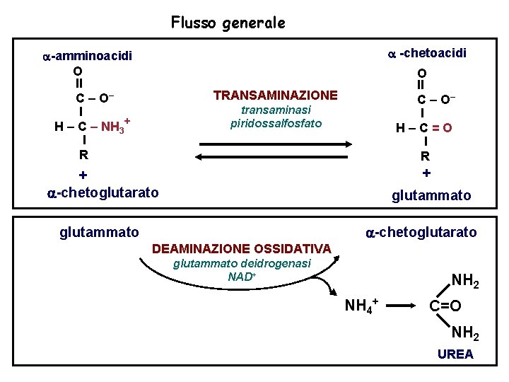 Flusso generale -chetoacidi -amminoacidi O II C – O– I H – C –