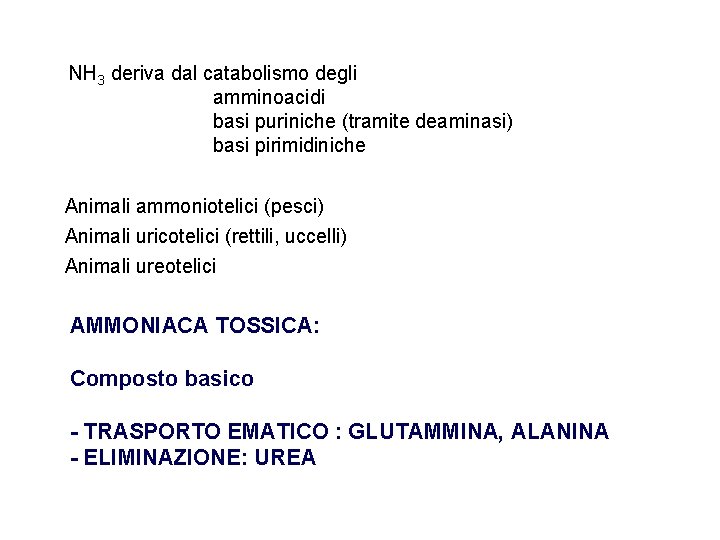 NH 3 deriva dal catabolismo degli amminoacidi basi puriniche (tramite deaminasi) basi pirimidiniche Animali