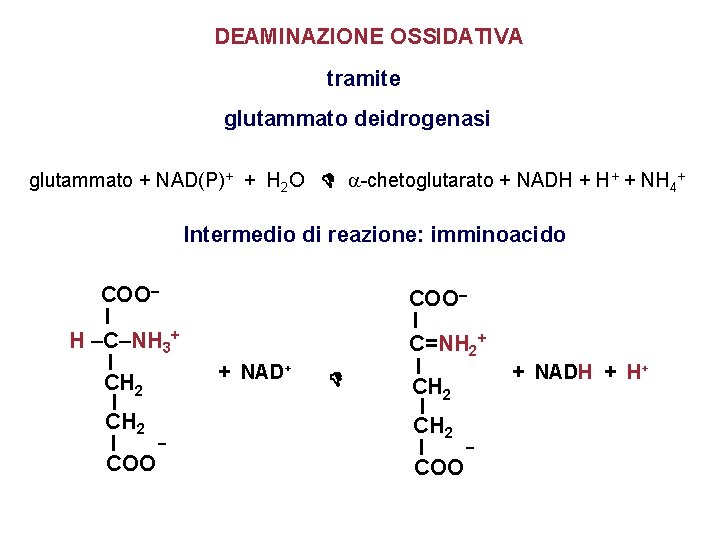 DEAMINAZIONE OSSIDATIVA tramite glutammato deidrogenasi glutammato + NAD(P)+ + H 2 O -chetoglutarato +