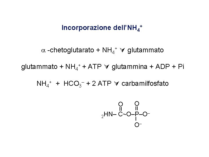 Incorporazione dell’NH 4+ -chetoglutarato + NH 4+ glutammato + NH 4+ + ATP glutammina