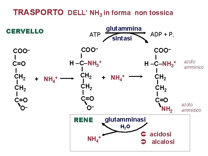 TRASPORTO DELL’ NH 3 in forma non tossica CERVELLO COO– I C=O I CH