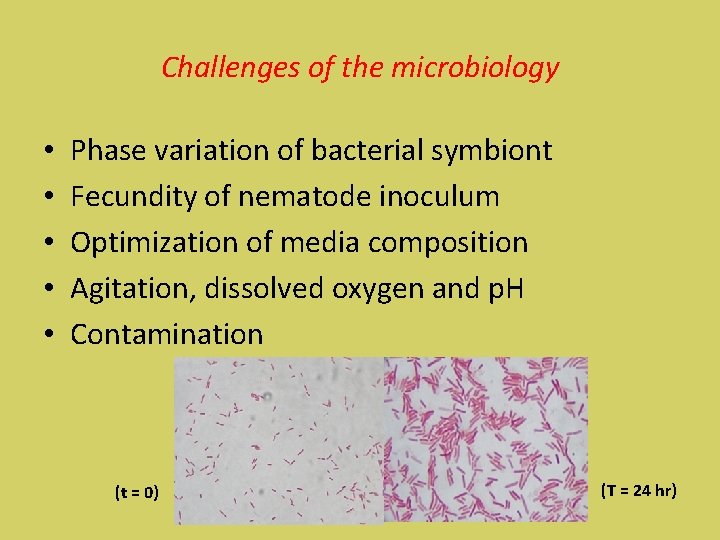 Challenges of the microbiology • • • Phase variation of bacterial symbiont Fecundity of