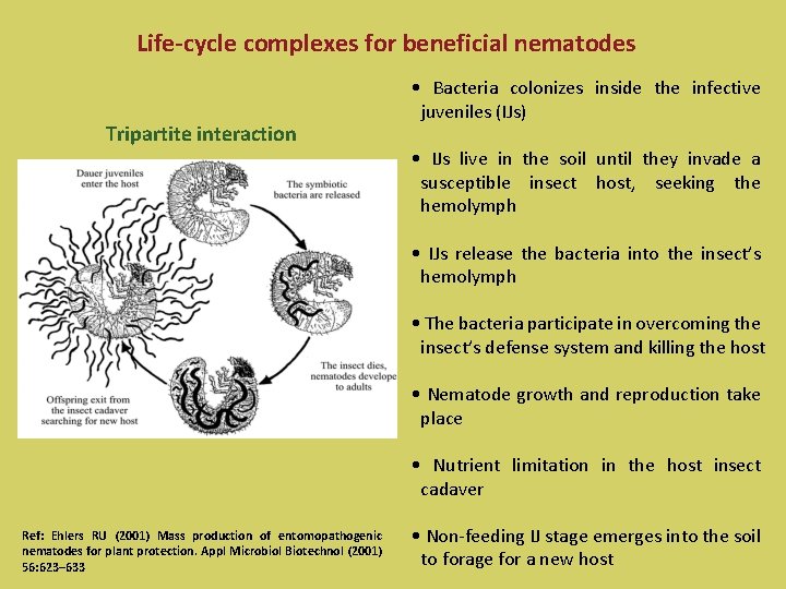 Life-cycle complexes for beneficial nematodes Tripartite interaction • Bacteria colonizes inside the infective juveniles