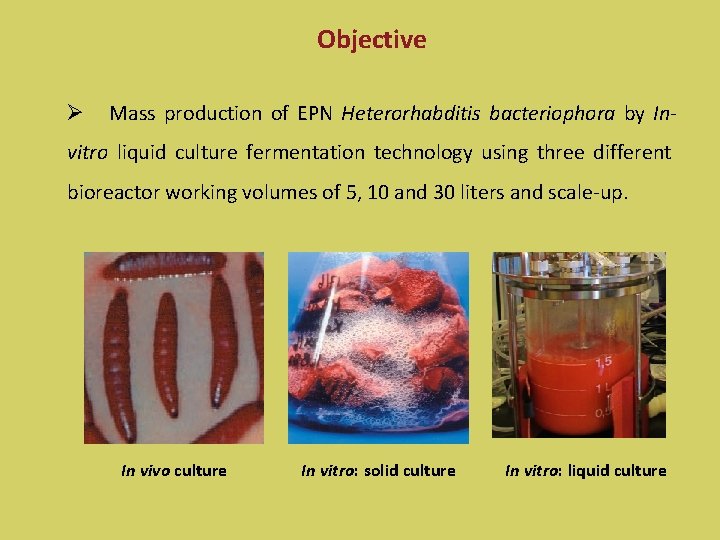 Objective Ø Mass production of EPN Heterorhabditis bacteriophora by In- vitro liquid culture fermentation
