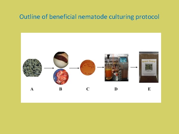 Outline of beneficial nematode culturing protocol 