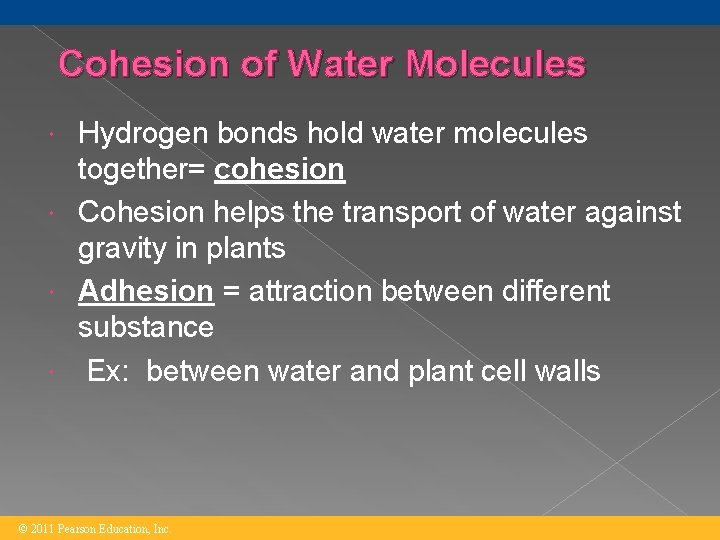 Cohesion of Water Molecules Hydrogen bonds hold water molecules together= cohesion Cohesion helps the