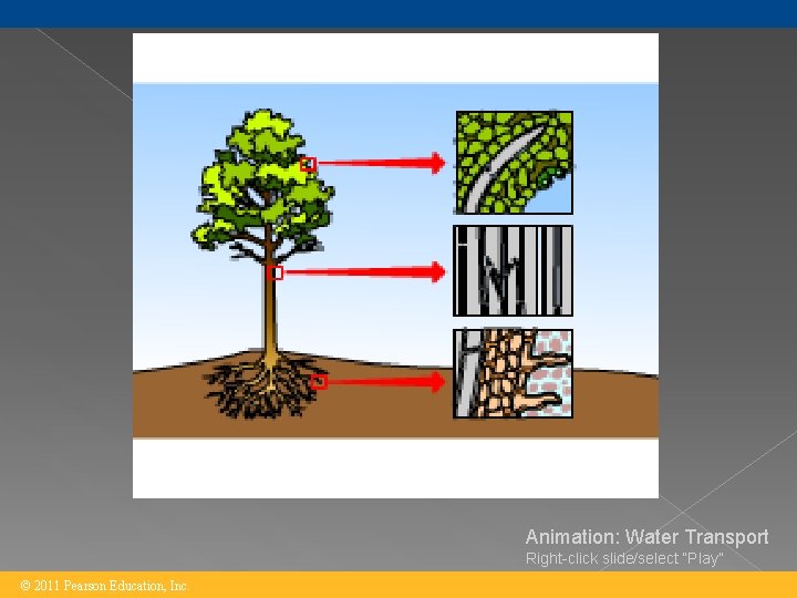 Animation: Water Transport Right-click slide/select “Play” © 2011 Pearson Education, Inc. 