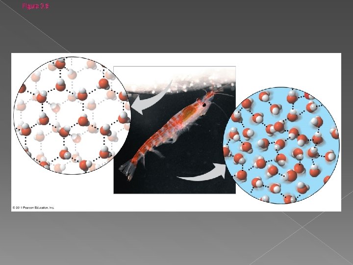 Figure 3. 6 Hydrogen bond Ice: Hydrogen bonds are stable Liquid water: Hydrogen bonds