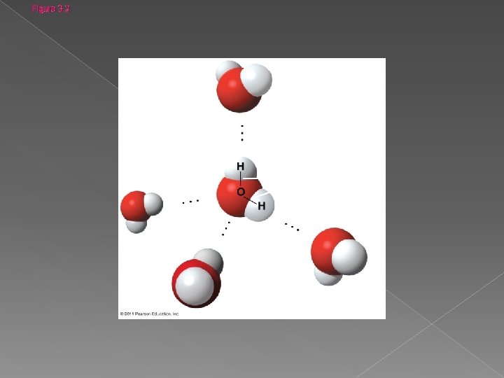 Figure 3. 2 Hydrogen bond + + Polar covalent bonds + + 