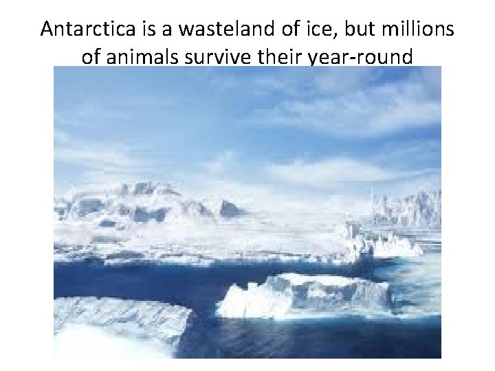 Antarctica is a wasteland of ice, but millions of animals survive their year-round 