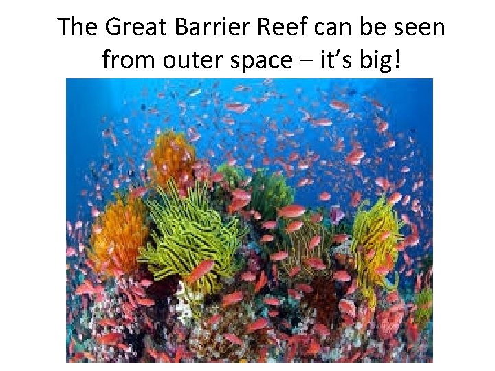 The Great Barrier Reef can be seen from outer space – it’s big! 