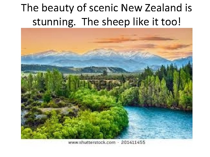 The beauty of scenic New Zealand is stunning. The sheep like it too! 