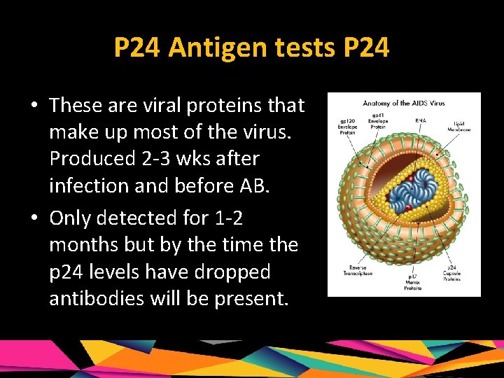 P 24 Antigen tests P 24 • These are viral proteins that make up