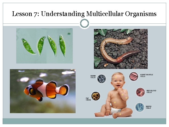 Lesson 7: Understanding Multicellular Organisms 