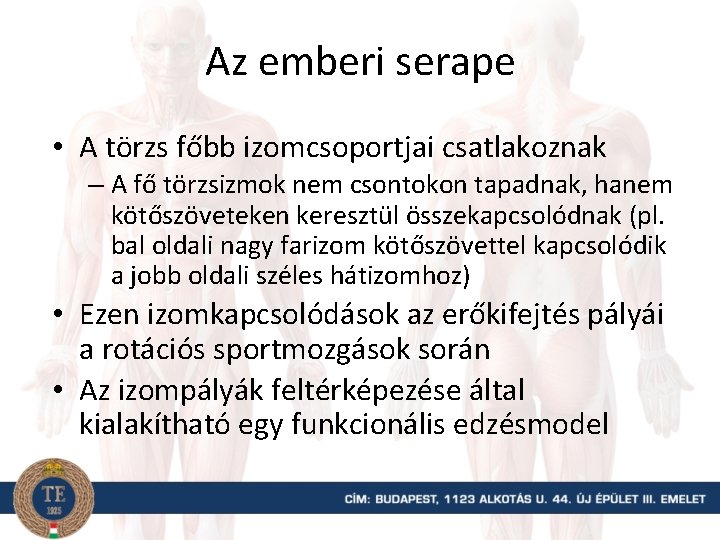 Az emberi serape • A törzs főbb izomcsoportjai csatlakoznak – A fő törzsizmok nem