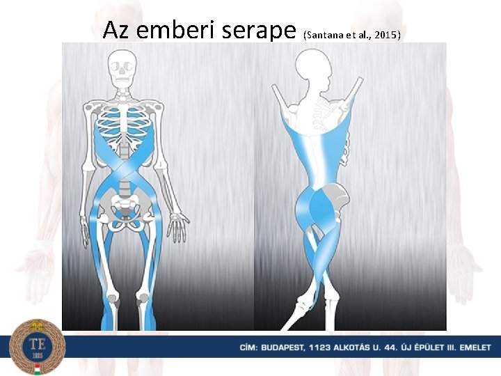 Az emberi serape (Santana et al. , 2015) 