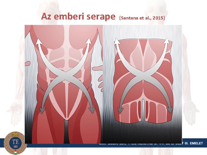 Az emberi serape (Santana et al. , 2015) 