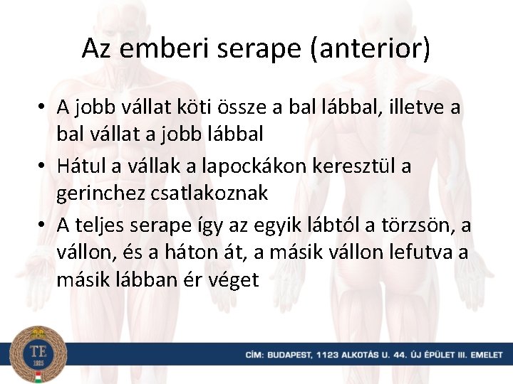 Az emberi serape (anterior) • A jobb vállat köti össze a bal lábbal, illetve