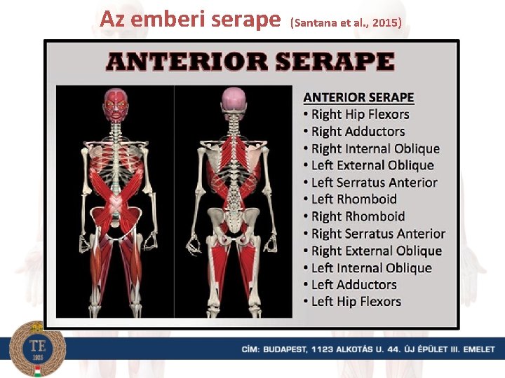 Az emberi serape (Santana et al. , 2015) 