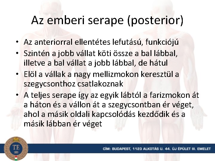 Az emberi serape (posterior) • Az anteriorral ellentétes lefutású, funkciójú • Szintén a jobb