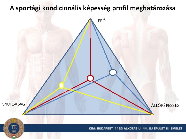 A sportági kondicionális képesség profil meghatározása ERŐ GYORSASÁG ÁLLÓKÉPESSÉG 