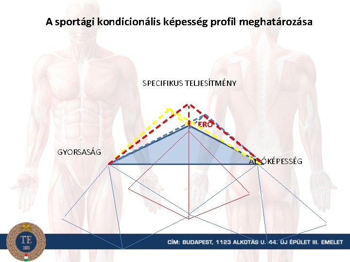 A sportági kondicionális képesség profil meghatározása SPECIFIKUS TELJESÍTMÉNY ERŐ GYORSASÁG ÁLLÓKÉPESSÉG 