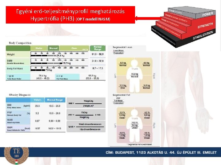 Egyéni erő-teljesítményprofil meghatározás Hypertrófia (PH 3) (OPT modell NASM) 