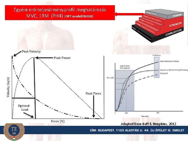 Egyéni erő-teljesítményprofil meghatározás MVC, 1 RM (PH 4) (OPT modell NASM) Adapted from Haff