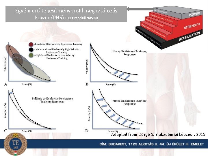 Egyéni erő-teljesítményprofil meghatározás Power (PH 5) (OPT modell NASM) Adapted from Dörgő S. Y