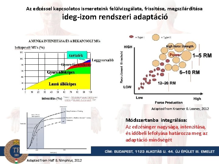 Az edzéssel kapcsolatos ismereteink felülvizsgálata, frissítése, megszilárdítása ideg-izom rendszeri adaptáció Adapted from Kraemer &